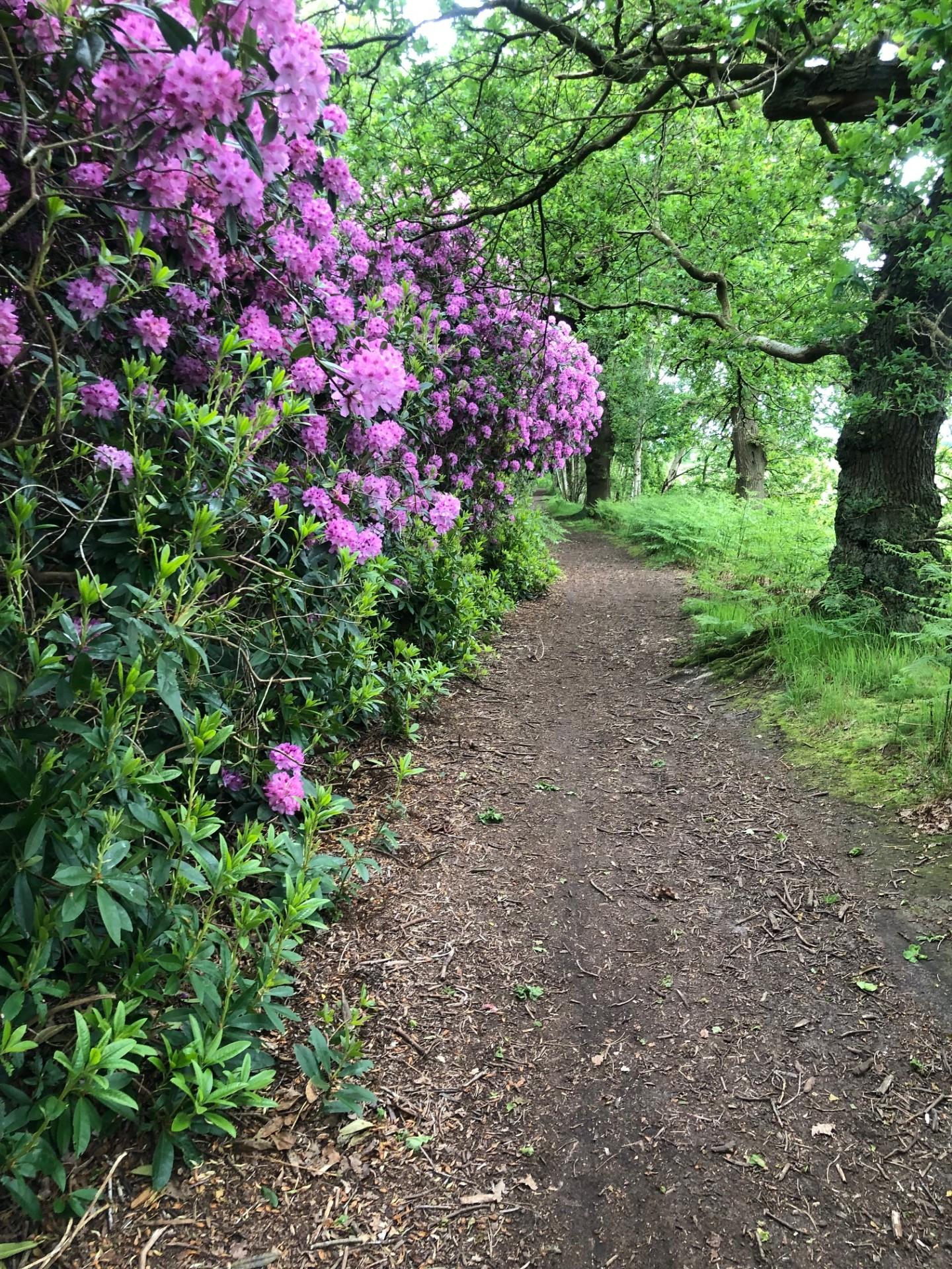 Rhody 2