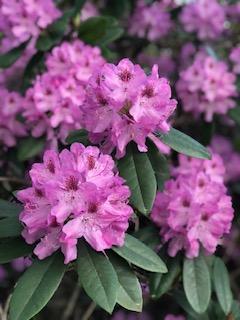 Rhody 1